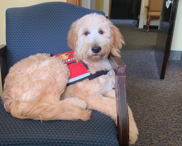 Photo of service dog laying in office chair
