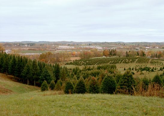 Photo of Christmas tree farm