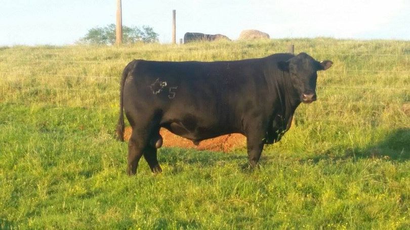 Angus bull at the WVU Reymann Memorial Farm in Wardensville, West Virginia 