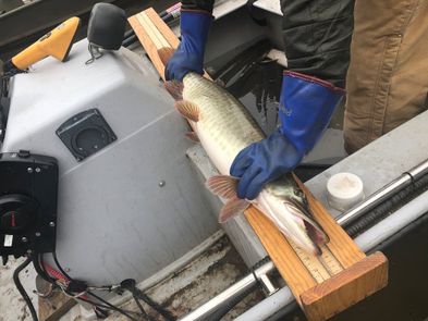WVU researchers reeled in answers on muskie mortality