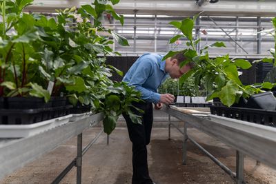 Photo of man working on a plant in greenhouse