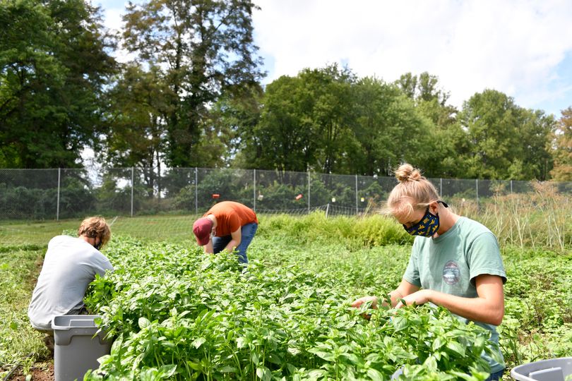 Three students harvest basil on the WVU Organic Farm