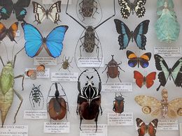 Display board of various labeled insects
