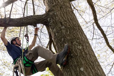 Young man climbing tree