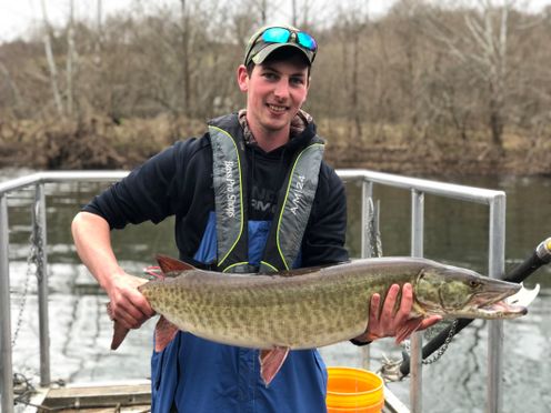 Photo of young man holding large muskellunge fish. 