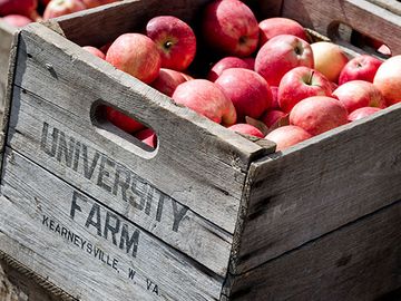 apples in crate labeled WVU Kearneysville Farm