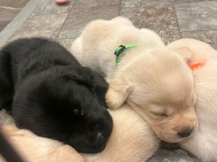Photo of sleeping puppies