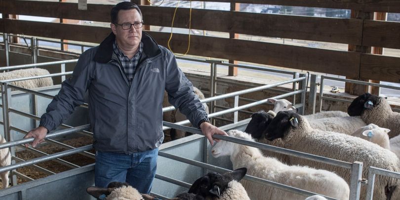 Scott Bowdridge stands among sheep at the WVU Animal Science Farm