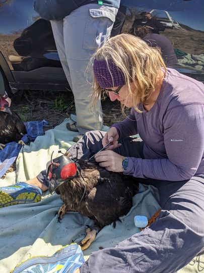 Tricia attaching a telemetry unit to nestling bald eagle.