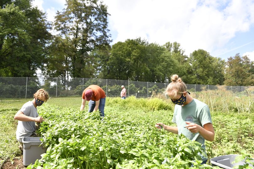 Students harvest basil at the Organic Research, Education and Outreach Center. 