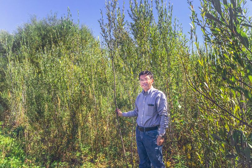 Jingxin Wang stands in a field of biomass
