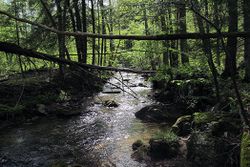 creek running through forest
