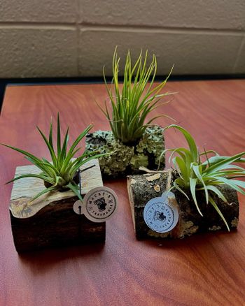 Photo of air plants in wooden air plant holders