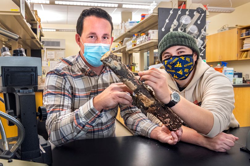 Matt Kasson and Angie Macias conduct research on millipedes in the lab