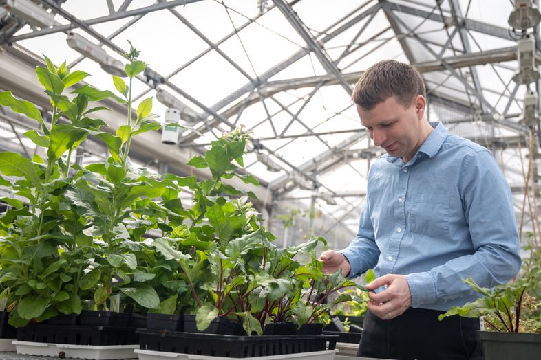 Photo of man touching plants in greenhouse