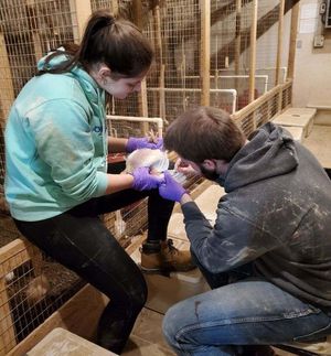 Photo of two people vaccinating a chicken