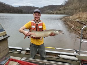 Peter Jenkins catches a muskellunge at Stonewall Jackson Lake as part of his research.