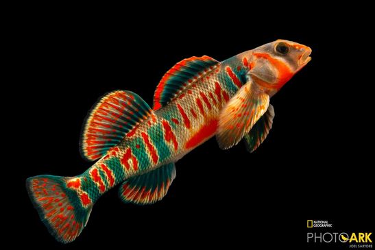 Photo of colorful fish