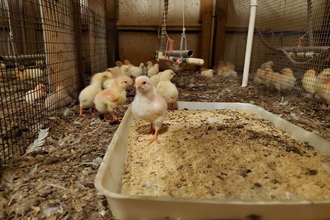 Photo of chicks in barn