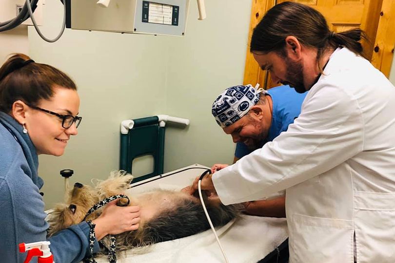 Photo of veterinarians helping dog.