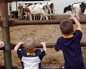 kid with WVU t-shirt on watching the cows