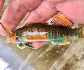 Photo of hand holding small colorful fish