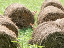 deer among round bales of hay