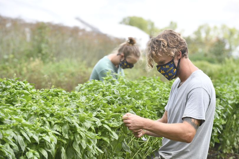 Davis College students harvest basil at the Organic Research Farm