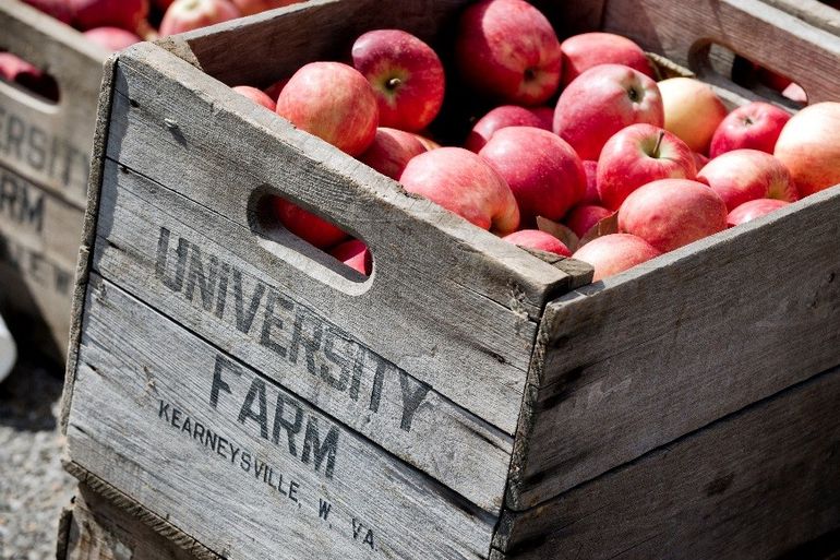Apples, brought in from Kearneysville, W.Va., will be on sale at the WVU Organic (Horticulture) Farm 