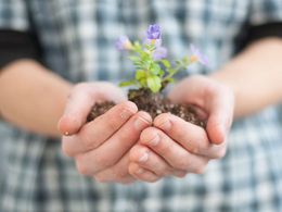 Plant and soil in hands