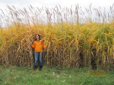 Miscanthus, a bioenergy crop that produces large amounts of biomass for combustion and making ethanol