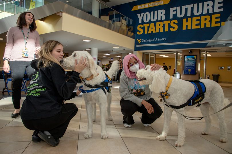 Photo of two white service dogs being pet by two female students