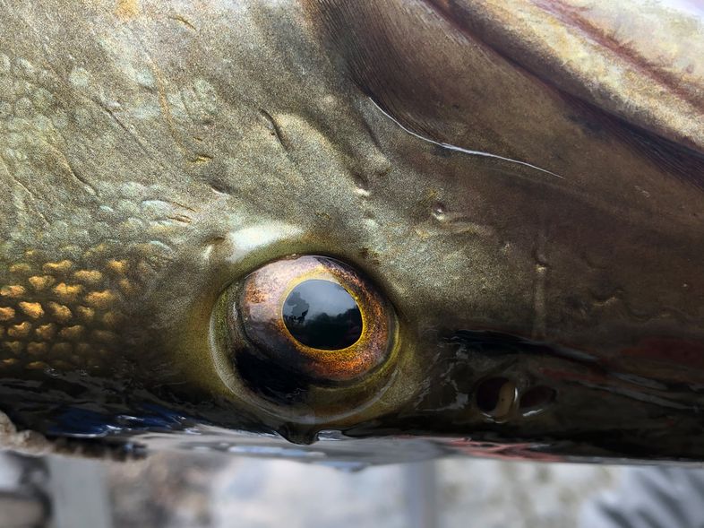 Photo of eye of a fish.