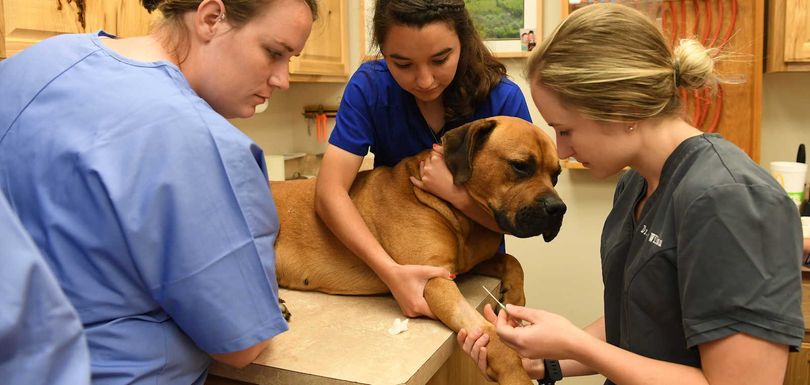 Students work in veterinary clinic